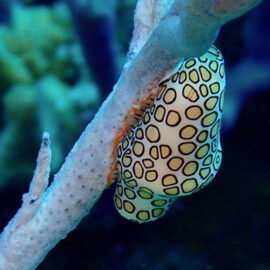 Life Under the Sea
