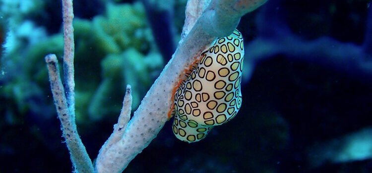 Life Under the Sea